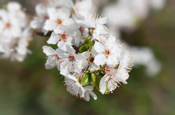 Våren Mjuk Bild Blommande Trädbrunch Med Vita Blommor Grunt Dof — Stockfoto