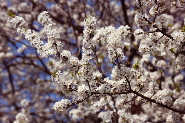 Spring Soft Image Blossoming Tree Brunch White Flowers Shallow Dof — Stock Photo, Image