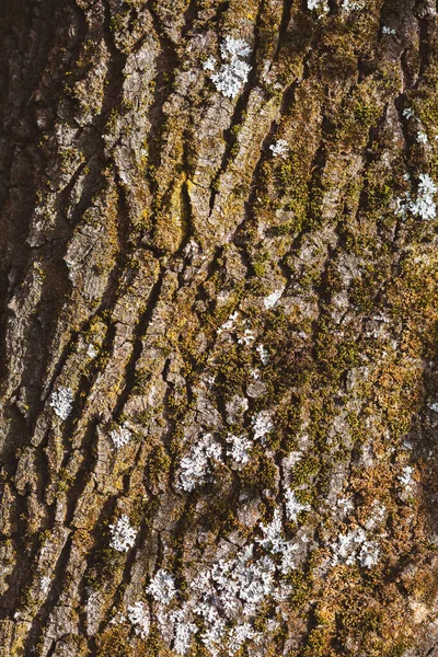 Natural Background Texture Old Tree Bark Natural Textured Background — Stock Photo, Image