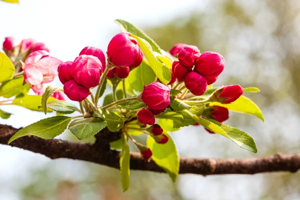 Ветка Розовыми Яблочными Цветами Декоративная Дикая Яблоня Цветущая Розовом Цветущие — стоковое фото