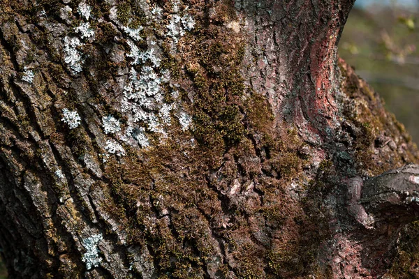 Natürlicher Hintergrund Und Textur Alte Baumrinde Für Natürlichen Strukturierten Hintergrund — Stockfoto