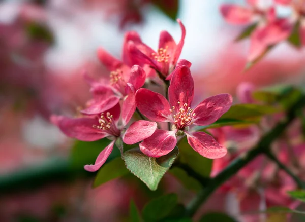 开粉红色的苹果花 装饰过的野生苹果树开满了粉红色的花 苹果树开花特写 — 图库照片