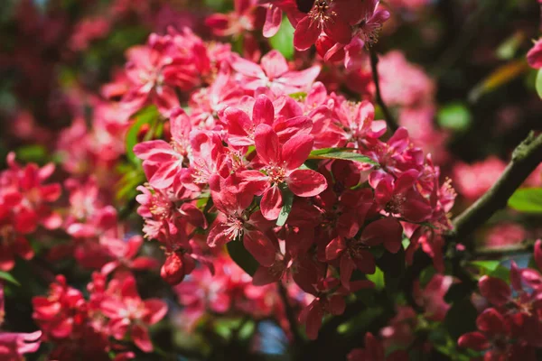 Rózsaszín Almavirágos Dekoratív Vadalmafa Virágzik Rózsaszínben Virágzó Almafa Közelkép — Stock Fotó