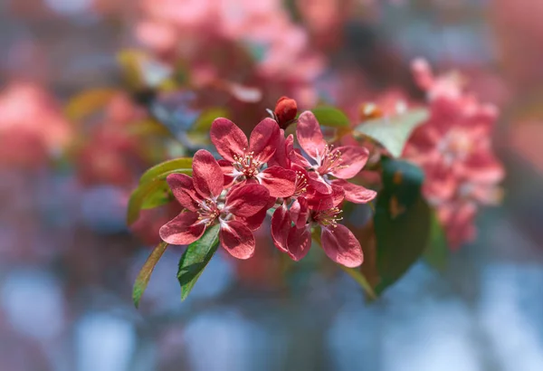 Branch Pink Apple Flowers Decorative Wild Apple Tree Blooming Pink — Stock Photo, Image