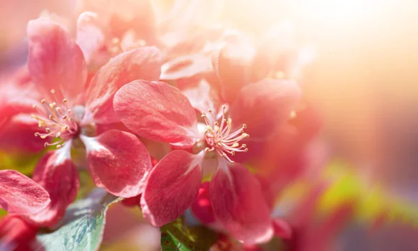 Pembe Elma Çiçekli Bir Dal Pembeyle Açan Dekoratif Yabani Elma — Stok fotoğraf