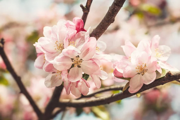 Tak Met Roze Appelbloemen Decoratieve Wilde Appelboom Bloeiend Roze Bloeiende — Stockfoto