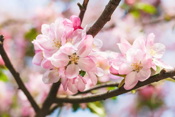 Tak Met Roze Appelbloemen Decoratieve Wilde Appelboom Bloeiend Roze Bloeiende — Stockfoto