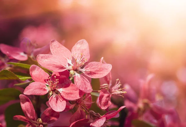 Filial Med Rosa Äppelblommor Dekorativa Vilda Äppelträd Blommar Rosa Blommande — Stockfoto