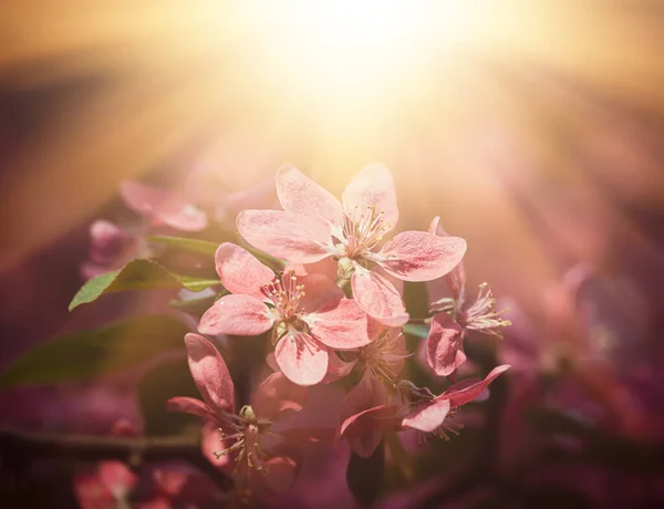 Zweig Mit Rosa Apfelblüten Dekorativer Wilder Apfelbaum Blüht Rosa Blühender — Stockfoto