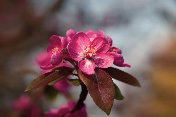 Κλάδος Ροζ Λουλούδια Μήλου Διακοσμητική Άγρια Μηλιά Ροζ Άνθηση Μηλιά — Φωτογραφία Αρχείου