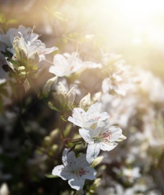 Açık hava çiçekli arka plan çok güzel. Açelya 'nın narin beyaz çiçekleri çalılığı ya da güneşli bir bahar gününde Rhododendron bitkisi