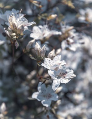 Açık hava çiçekli arka plan çok güzel. Açelya 'nın narin beyaz çiçekleri çalılığı ya da güneşli bir bahar gününde Rhododendron bitkisi