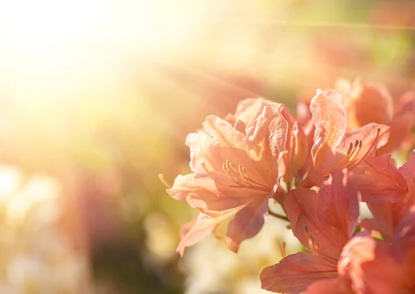 Fundo Floral Livre Bonito Bush Flores Alaranjadas Delicadas Planta Azalea — Fotografia de Stock