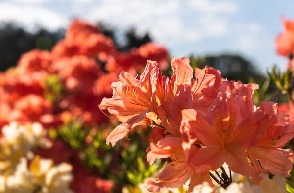 Hermoso Fondo Floral Aire Libre Bush Delicadas Flores Naranjas Azalea — Foto de Stock