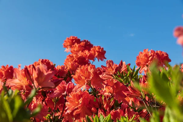 Hermoso Fondo Floral Aire Libre Bush Delicadas Flores Naranjas Azalea — Foto de Stock