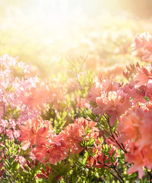 Hermoso Fondo Floral Aire Libre Bush Delicadas Flores Naranjas Azalea —  Fotos de Stock