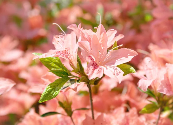 Beautiful Outdoor Floral Background Bush Delicate Orange Flowers Azalea Rhododendron — Stock Photo, Image