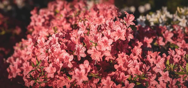Mooie Outdoor Bloemenachtergrond Bush Van Delicate Oranje Bloemen Van Azalea — Stockfoto