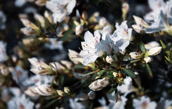 Hermoso Fondo Floral Aire Libre Bush Delicadas Flores Blancas Azalea —  Fotos de Stock
