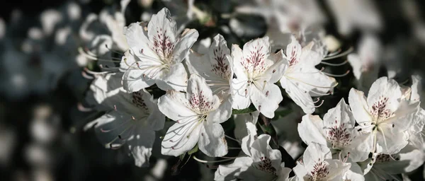 Gyönyörű Kültéri Virágos Háttér Azálea Vagy Rododendron Finom Fehér Virágainak — Stock Fotó