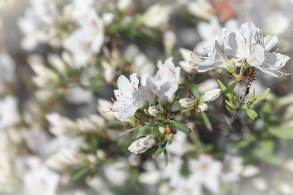 Όμορφη Εξωτερική Floral Φόντο Μπους Των Λεπτών Λευκών Λουλουδιών Της — Φωτογραφία Αρχείου