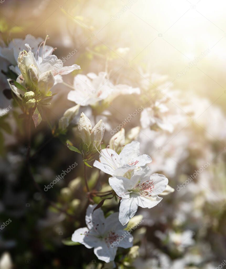 Beautiful outdoor floral background. Bush of delicate white flowers of azalea or Rhododendron plant in a sunny spring day