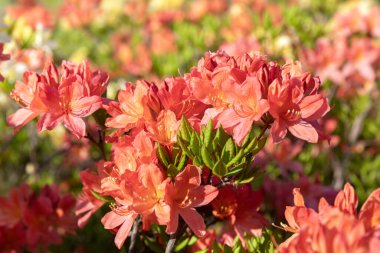 Açık hava çiçekli arka plan çok güzel. Açelya 'nın narin portakal çiçekleri çalılığı ya da güneşli bir bahar gününde Rhododendron bitkisi