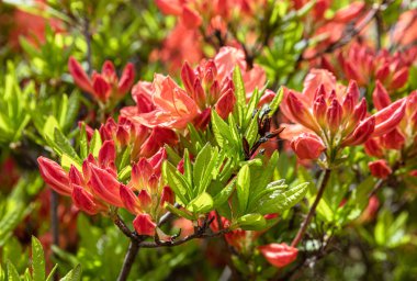 Açık hava çiçekli arka plan çok güzel. Açelya 'nın narin portakal çiçekleri çalılığı ya da güneşli bir bahar gününde Rhododendron bitkisi