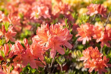 Açık hava çiçekli arka plan çok güzel. Açelya 'nın narin portakal çiçekleri çalılığı ya da güneşli bir bahar gününde Rhododendron bitkisi