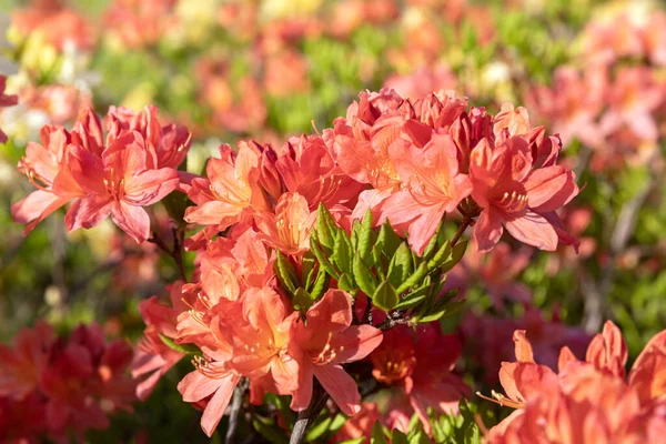 Gyönyörű Kültéri Virágos Háttér Azálea Vagy Rododendron Finom Narancsvirágainak Bokra — Stock Fotó