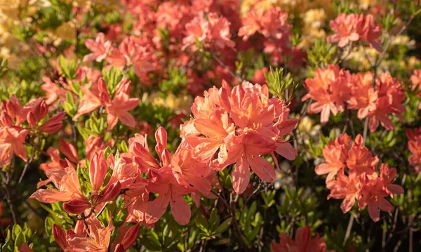 Krásné Venkovní Květinové Pozadí Bush Jemných Oranžových Květů Azalky Nebo — Stock fotografie