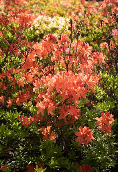 Gyönyörű Kültéri Virágos Háttér Azálea Vagy Rododendron Finom Narancsvirágainak Bokra — Stock Fotó