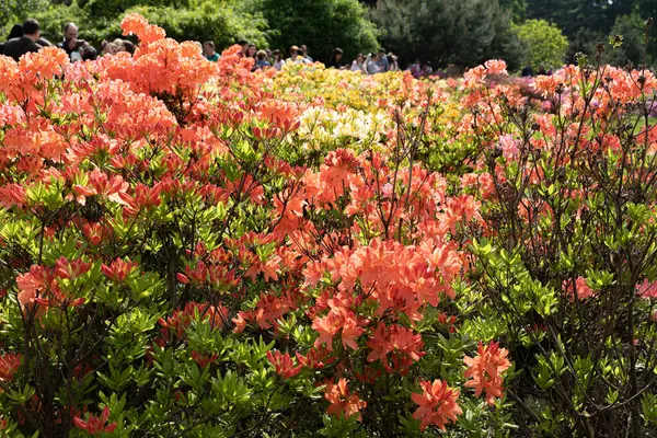 Beautiful Outdoor Floral Background Bush Delicate Orange Flowers Azalea Rhododendron — Stock Photo, Image