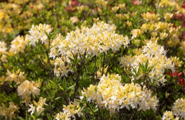 Sarı rhododendronları olan güzel bir açık hava çiçeği arka planı. Açelya 'nın narin sarı çiçekleri çalılığı ya da güneşli bir bahar gününde Rhododendron bitkisi
