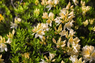 Sarı rhododendronları olan güzel bir açık hava çiçeği arka planı. Açelya 'nın narin sarı çiçekleri çalılığı ya da güneşli bir bahar gününde Rhododendron bitkisi