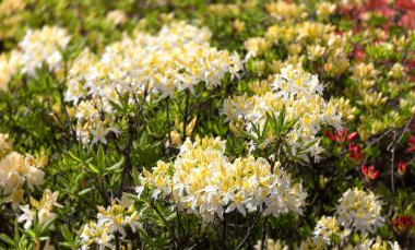 Sarı rhododendronları olan güzel bir açık hava çiçeği arka planı. Açelya 'nın narin sarı çiçekleri çalılığı ya da güneşli bir bahar gününde Rhododendron bitkisi