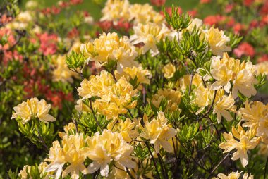 Sarı rhododendronları olan güzel bir açık hava çiçeği arka planı. Açelya 'nın narin sarı çiçekleri çalılığı ya da güneşli bir bahar gününde Rhododendron bitkisi