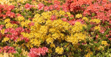 Sarı ve pembe rhododendronları olan güzel bir açık hava çiçeği arka planı. Narin sarı ve pembe açelya çalıları ya da güneşli bir bahar gününde Rhododendron bitkisi
