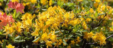 Sarı rhododendronları olan güzel bir açık hava çiçeği arka planı. Açelya 'nın narin sarı çiçekleri çalılığı ya da güneşli bir bahar gününde Rhododendron bitkisi
