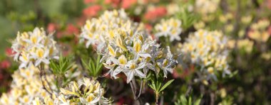 Sarı rhododendronları olan güzel bir açık hava çiçeği arka planı. Açelya 'nın narin sarı çiçekleri çalılığı ya da güneşli bir bahar gününde Rhododendron bitkisi