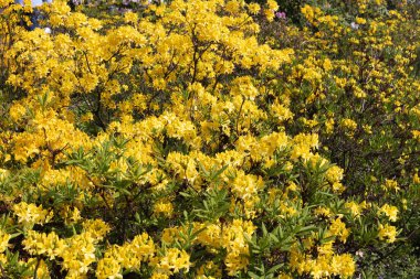 Sarı rhododendronları olan güzel bir açık hava çiçeği arka planı. Açelya 'nın narin sarı çiçekleri çalılığı ya da güneşli bir bahar gününde Rhododendron bitkisi