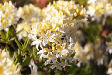 Sarı rhododendronları olan güzel bir açık hava çiçeği arka planı. Açelya 'nın narin sarı çiçekleri çalılığı ya da güneşli bir bahar gününde Rhododendron bitkisi