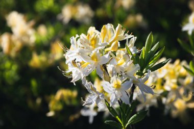 Sarı rhododendronları olan güzel bir açık hava çiçeği arka planı. Açelya 'nın narin sarı çiçekleri çalılığı ya da güneşli bir bahar gününde Rhododendron bitkisi