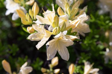 Sarı rhododendronları olan güzel bir açık hava çiçeği arka planı. Açelya 'nın narin sarı çiçekleri çalılığı ya da güneşli bir bahar gününde Rhododendron bitkisi