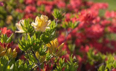 Sarı rhododendronları olan güzel bir açık hava çiçeği arka planı. Açelya 'nın narin sarı çiçekleri çalılığı ya da güneşli bir bahar gününde Rhododendron bitkisi