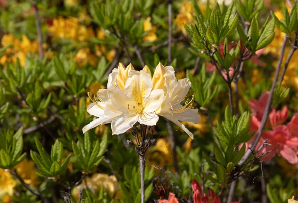 Hermoso Fondo Floral Aire Libre Con Rododendros Amarillos Bush Delicadas — Foto de Stock