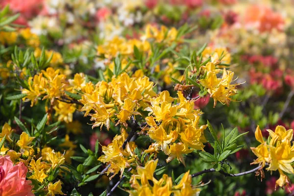 Hermoso Fondo Floral Aire Libre Con Rododendros Amarillos Bush Delicadas — Foto de Stock