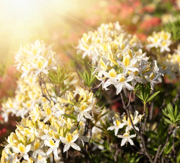 Krásné Venkovní Květinové Pozadí Žlutými Rododendrony Bush Jemných Žlutých Květů — Stock fotografie