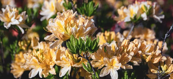 Mooie Outdoor Bloemenachtergrond Met Gele Rhododendrons Bush Van Delicate Gele — Stockfoto