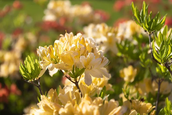Hermoso Fondo Floral Aire Libre Con Rododendros Amarillos Bush Delicadas — Foto de Stock